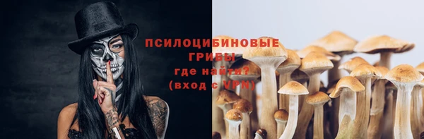 прущие грибы Дмитриев