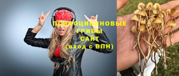 прущие грибы Дмитриев